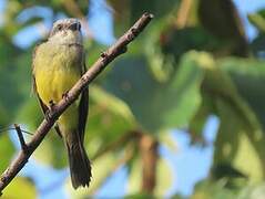 Tropical Kingbird