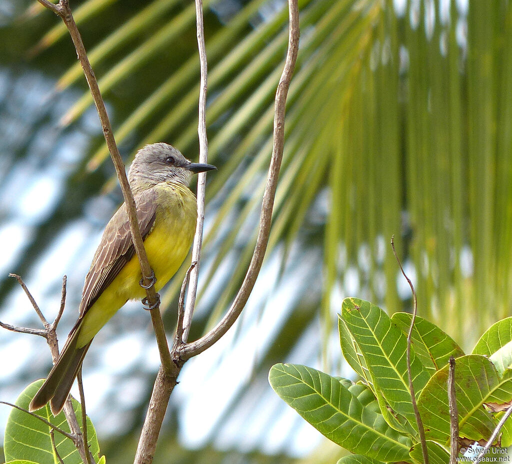 Tropical Kingbirdadult