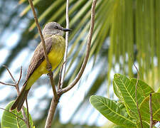 Tropical Kingbird