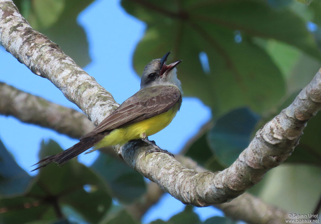 Tropical Kingbirdadult