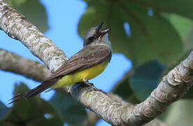 Tropical Kingbird