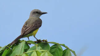 Tropical Kingbird