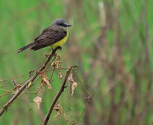 Tropical Kingbird