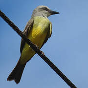 Tropical Kingbird