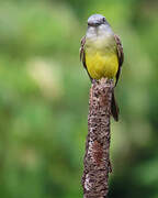 Tropical Kingbird