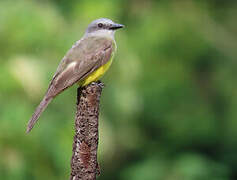 Tropical Kingbird