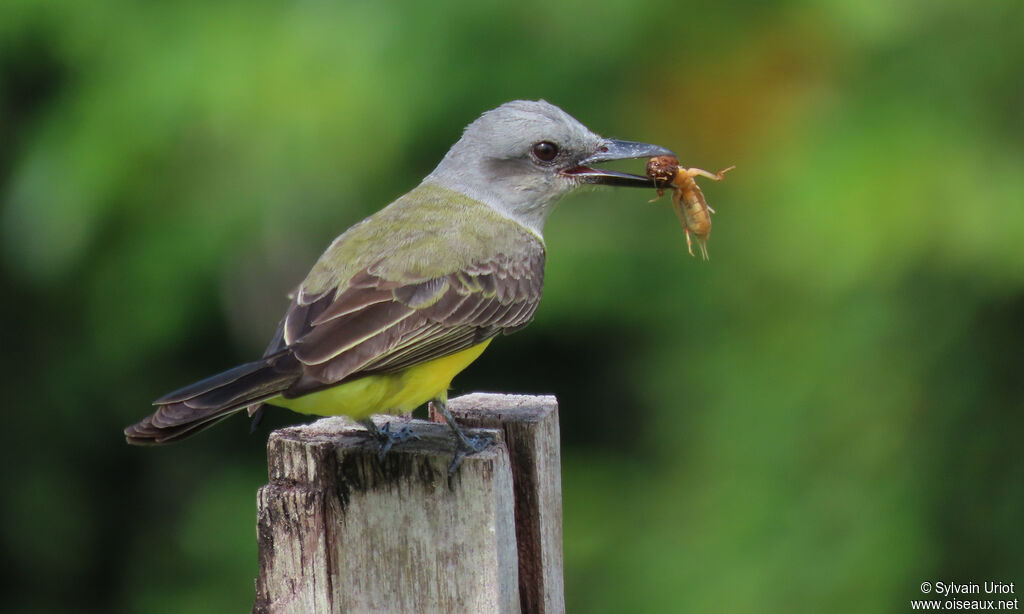 Tropical Kingbirdadult