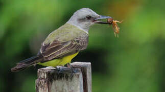 Tropical Kingbird