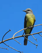 Tropical Kingbird