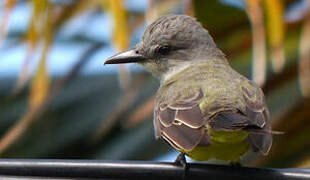 Tropical Kingbird