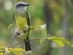 Tropical Kingbird