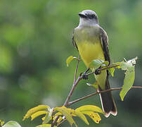 Tropical Kingbird