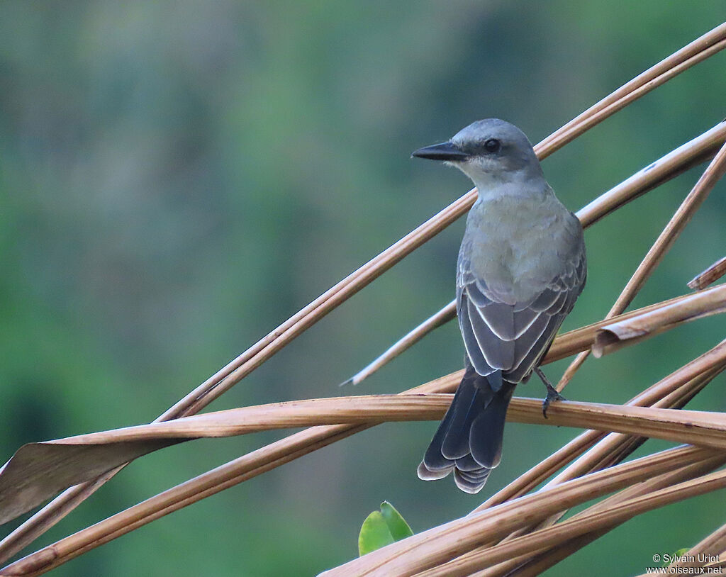 Tyran mélancoliqueadulte