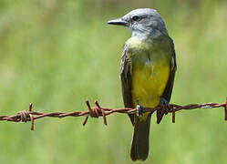 Tropical Kingbird