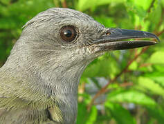 Tropical Kingbird