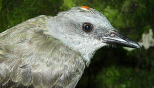 Tropical Kingbird