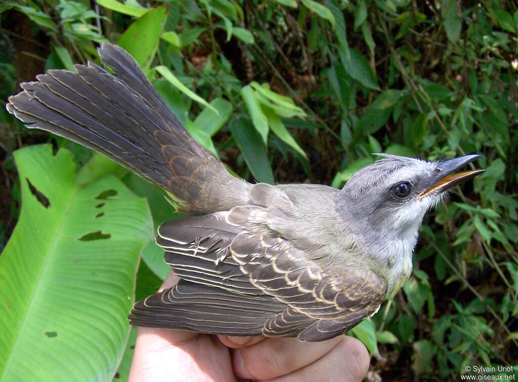 Tyran mélancoliqueimmature