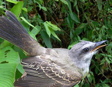 Tropical Kingbird