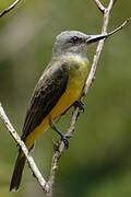 Tropical Kingbird