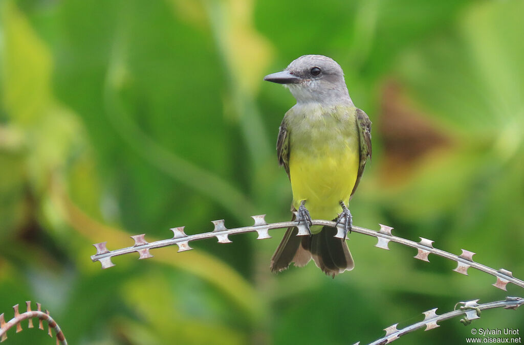 Tropical Kingbirdadult