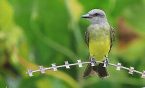 Tropical Kingbird