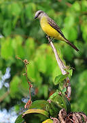 Tropical Kingbird