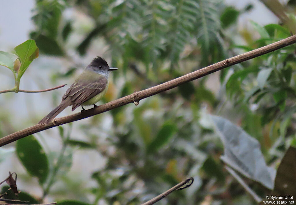 Dusky-capped Flycatcheradult