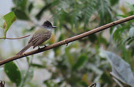 Dusky-capped Flycatcher