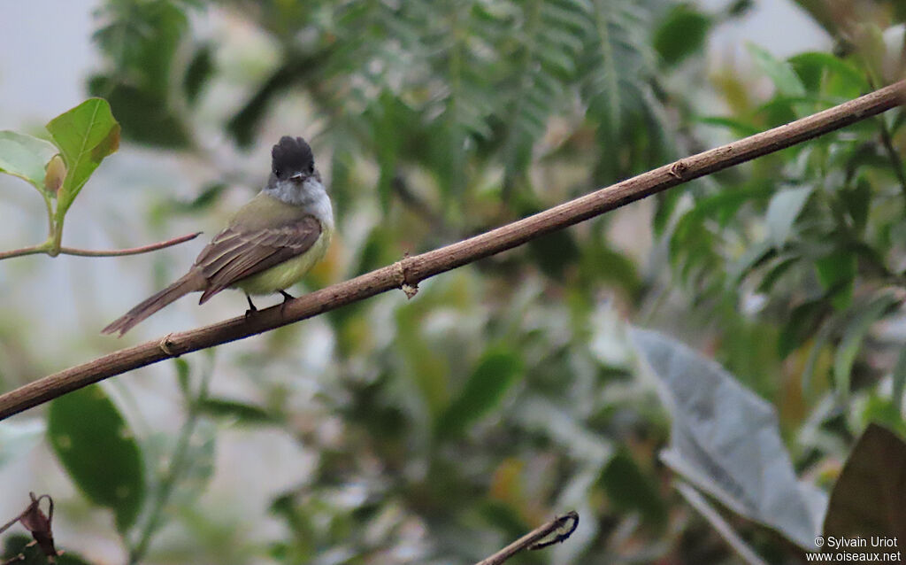 Dusky-capped Flycatcheradult