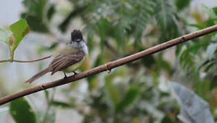 Dusky-capped Flycatcher