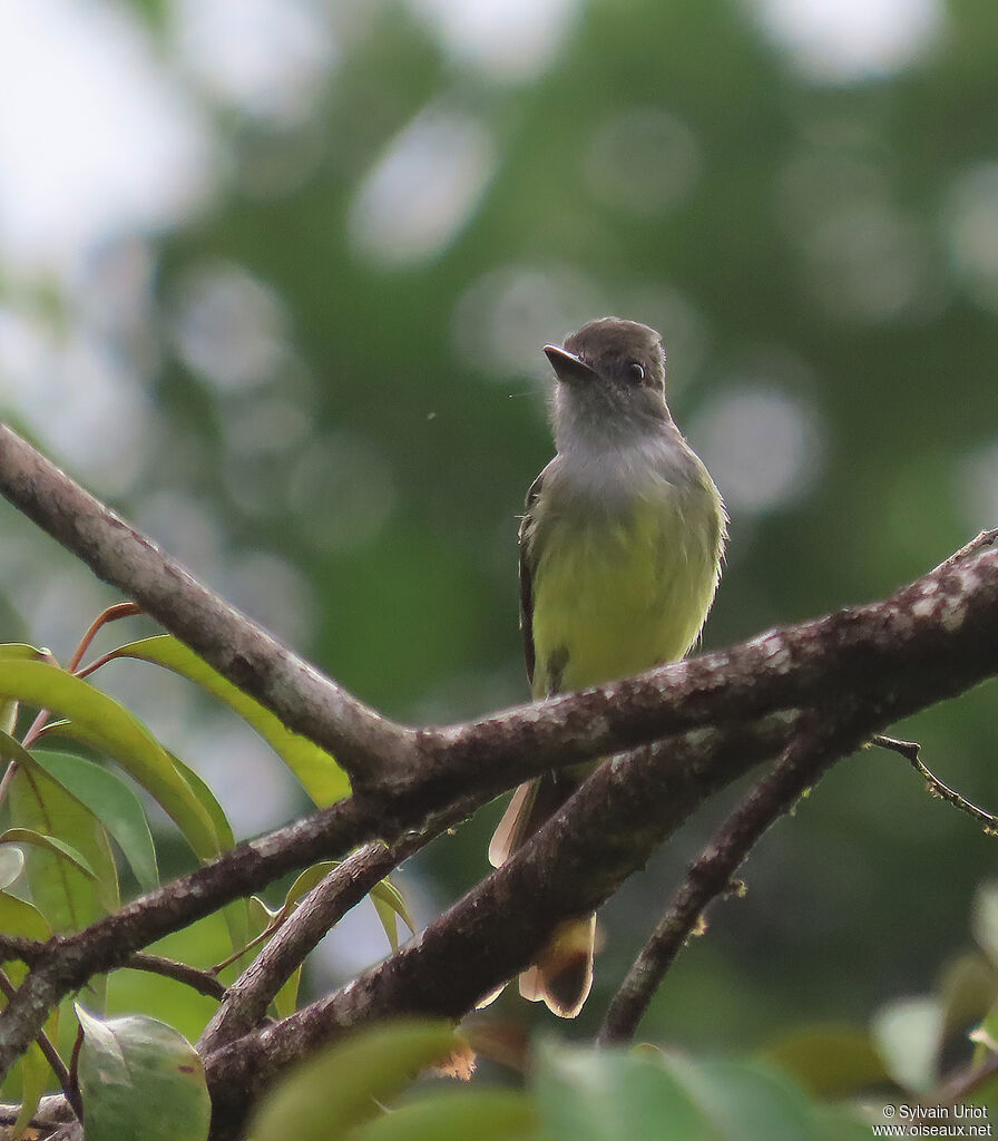 Dusky-capped Flycatcheradult