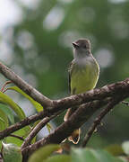 Dusky-capped Flycatcher