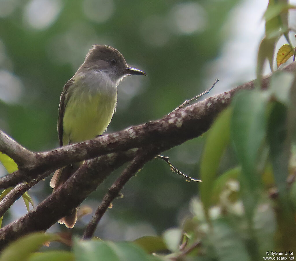 Dusky-capped Flycatcheradult