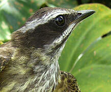 Piratic Flycatcher