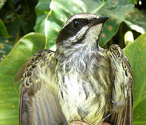 Piratic Flycatcher