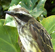 Piratic Flycatcher