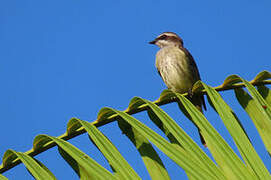 Piratic Flycatcher