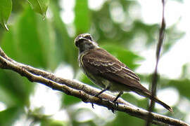 Piratic Flycatcher