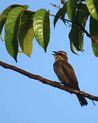 Piratic Flycatcher