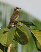 Piratic Flycatcher