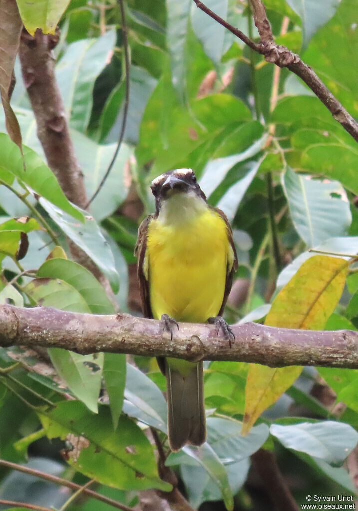 Boat-billed Flycatcheradult