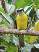 Boat-billed Flycatcher