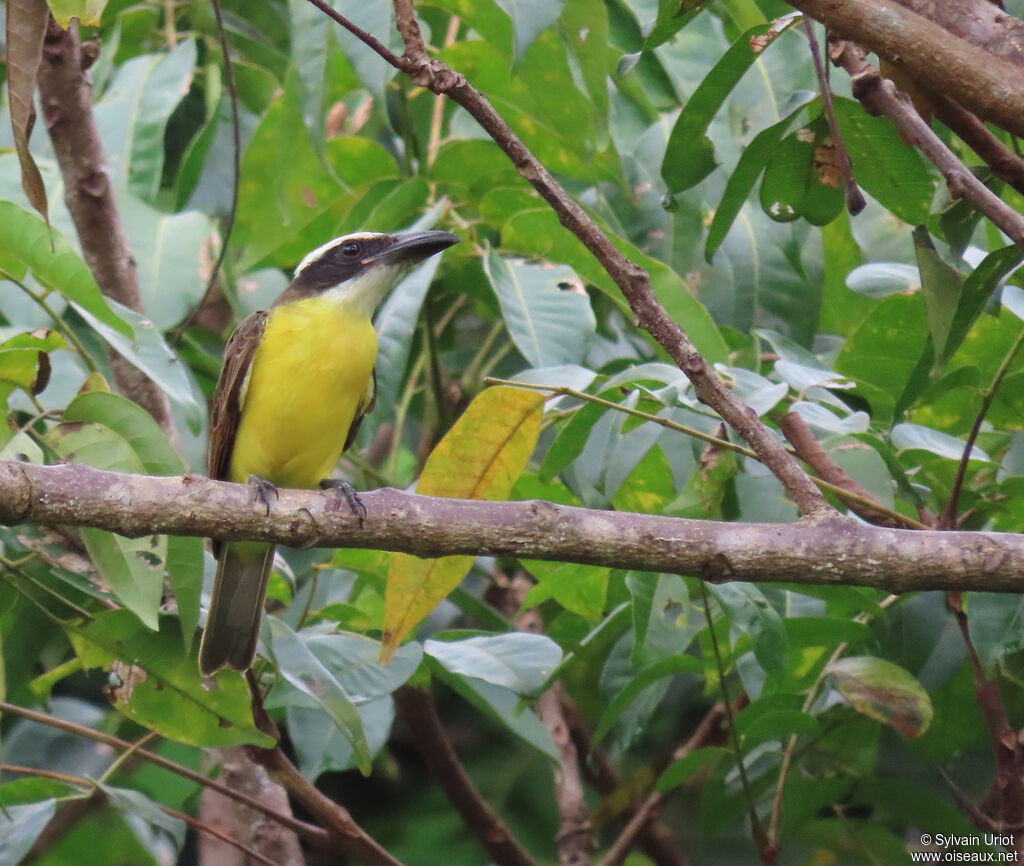 Boat-billed Flycatcheradult