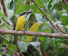 Boat-billed Flycatcher