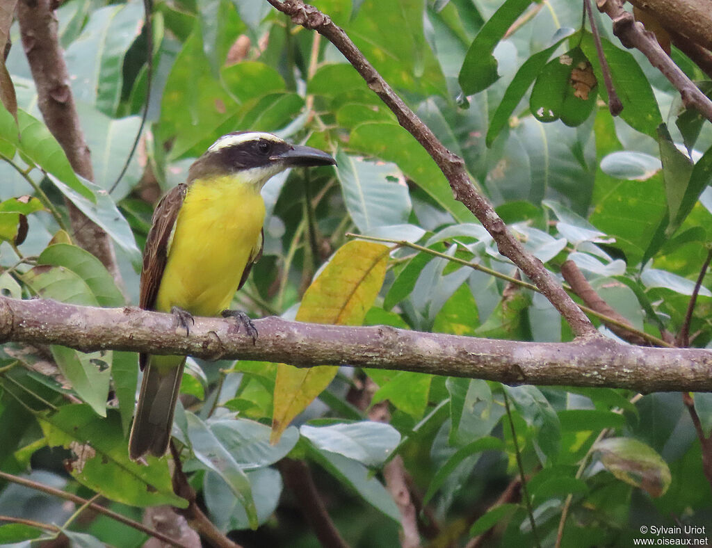 Boat-billed Flycatcheradult