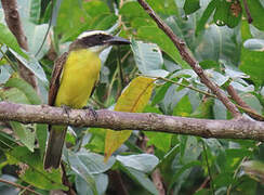 Boat-billed Flycatcher