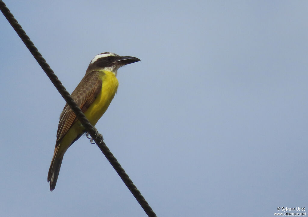 Boat-billed Flycatcheradult