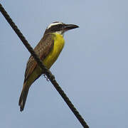 Boat-billed Flycatcher