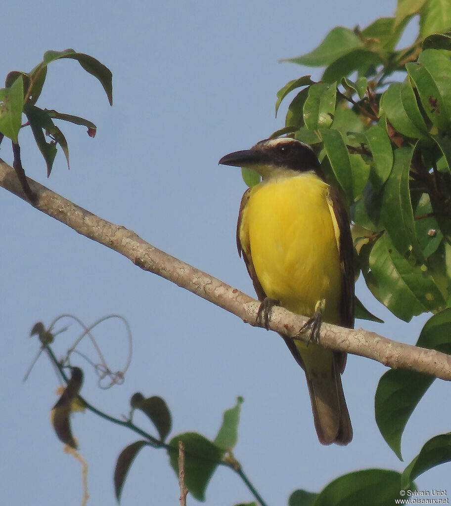 Boat-billed Flycatcheradult