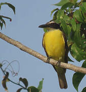 Boat-billed Flycatcher